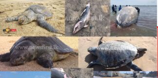 Sri Lanka sea turtles Dolphins Whale washed up on Sri Lankan shores - Marine Life Danger