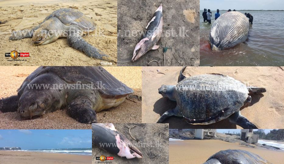 Dead sea turtles Dolphins washed up on Sri Lankan shores as celebrate World Sea Turtle Day 2021