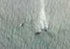 Possible Oil Leak Sri Lanka cargo ship disaster Large oil spill visible in satellite images