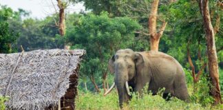 Human Elephant Conflict Sri Lanka
