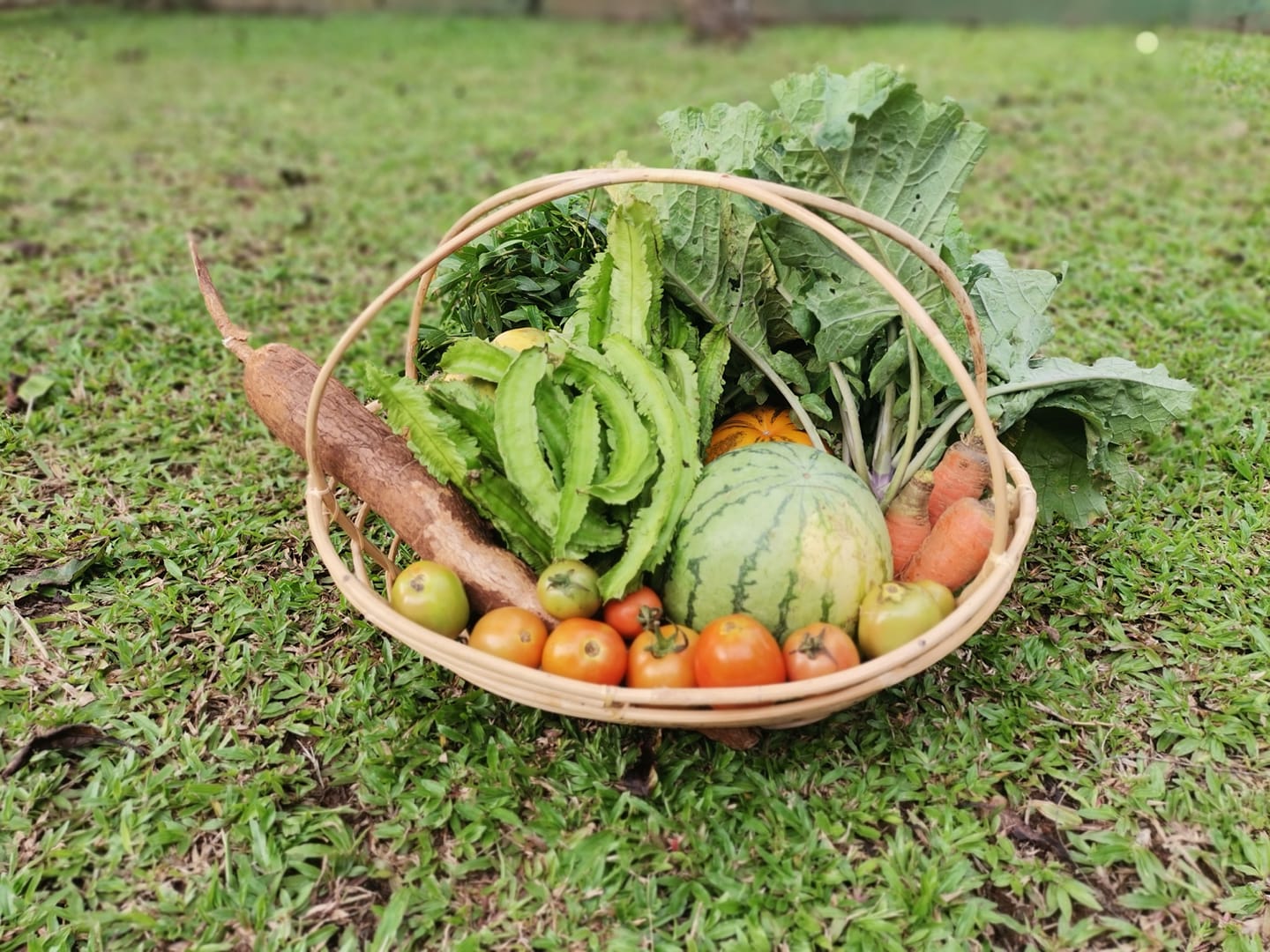 Renaissance Sri Lanka, MONLAR and Greenfem Launch a Live Webinar Series on Building Sri Lankan Model of Organic Farming