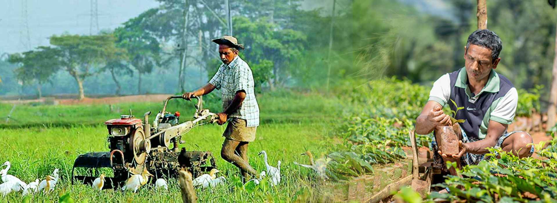Sri Lanka to establish task force for agricultural modernization
