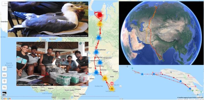 Bird migration studies in Sri Lanka One of our GPS tagged Heuglin Gulls completed 19360 km round trip
