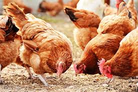 About 3000 chickens dead in poultry farm fire