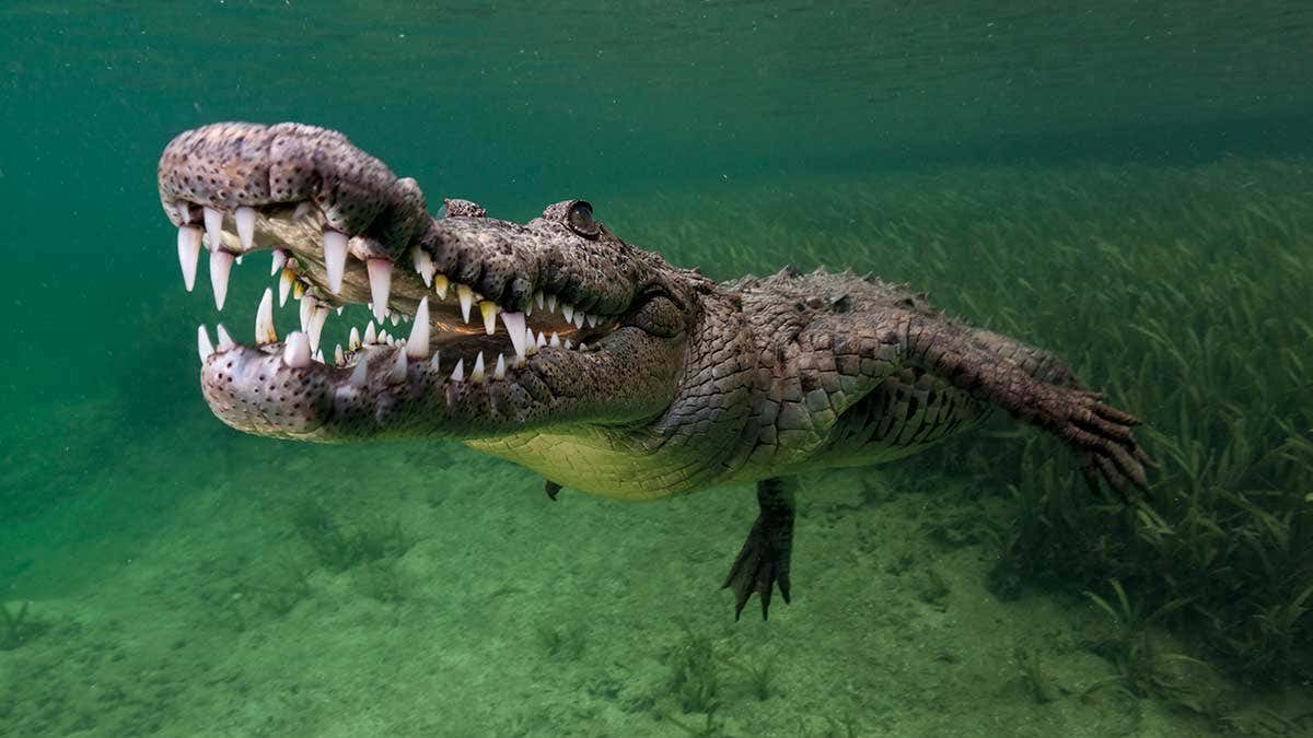 Crocodile attack in Dehiwala beach