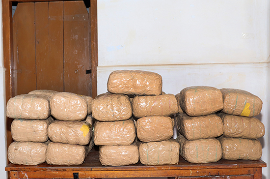 A suspect nabbed with Kerala cannabis worth more than Rs. 24 million in street value