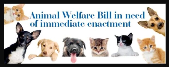 Sri Lanka to pass Animal Welfare Bill as Cabinet of ministers have approved the animal welfare bill