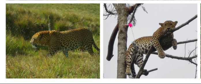 Save Sri Lankan leopards 9 Leopard deaths reported in Sri Lanka