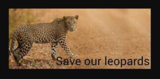 Save Sri Lankan Leopards