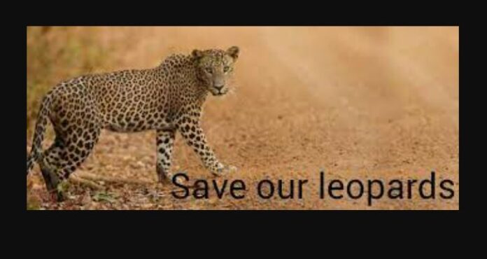 Save Sri Lankan Leopards