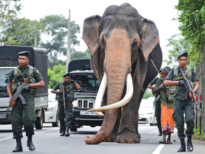 Nedungamuwe Raja Elephant Tusker declared as a national heritage in Sri Lanka