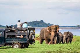 Only certified, trained safari jeep drivers allowed into Yala National Park from Jan.1