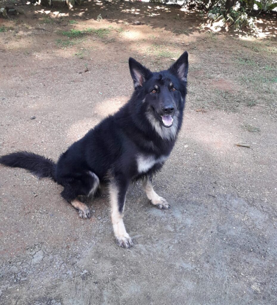 Sri Lanka police dog SHAGGY sniff help arrest suspect