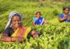 Tea Plantation / Image - The World Sikh News