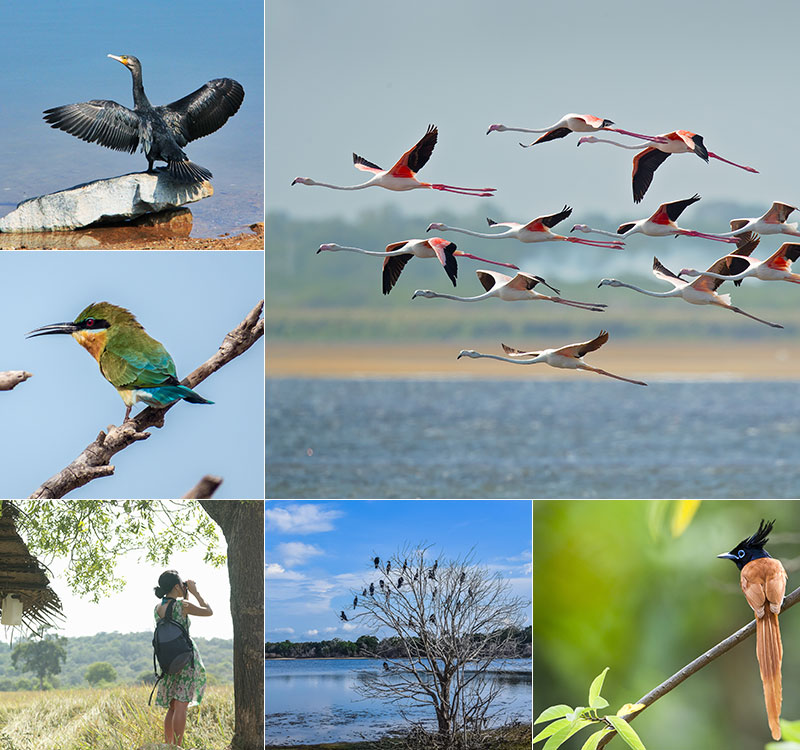 81 bird species in Sri Lanka at risk of extinction