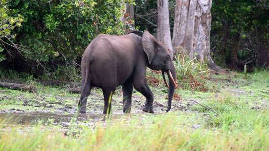 Forest density shrinks to 16%, 395 elephant deaths reported in 2022: CENS