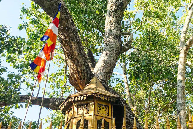 special committee to investigate the reports claiming that telecommunication towers are harming the Sri Maha Bodhiya.