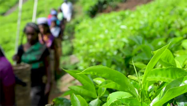 Sri Lanka tea industry to fully recover next year, says minister