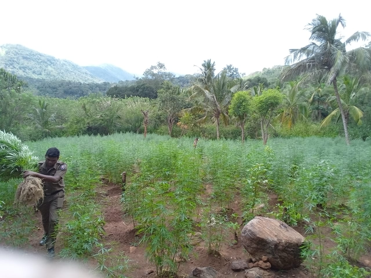 Two suspects arrested after raiding a Ganja Chena cultivation in Panamura
