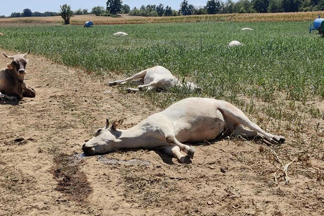 Over Rs.30mn compensation paid for livestock perished due to extreme weather