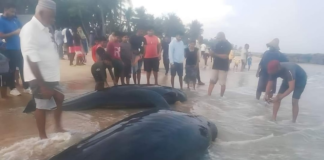 pilot whales began beaching at Kalpitiya Sri Lanka