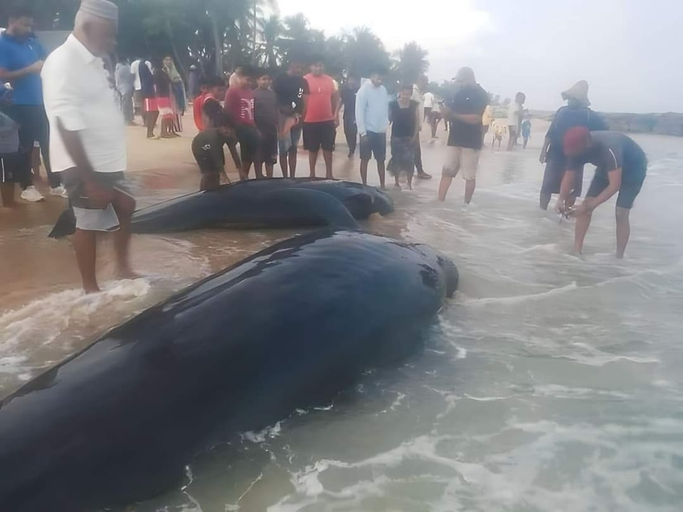 Whales beached on Kalpitiya Coast