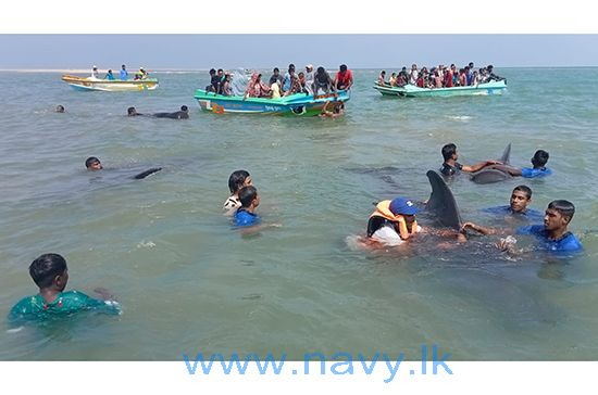 Navy renders assistance for safe release of whales stranded on Kudawa Beach, Kalpitiya