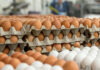 First batch of imported eggs to arrive in Sri Lanka tomorrow