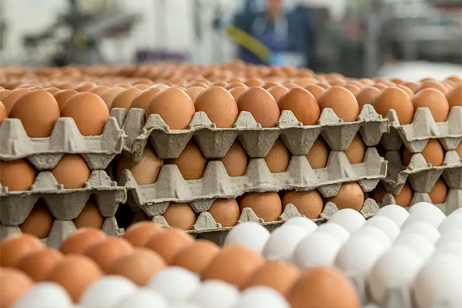 First batch of imported eggs to arrive in Sri Lanka tomorrow