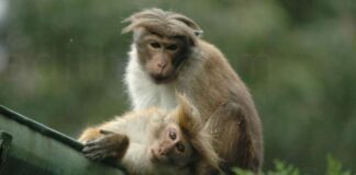 Environmentalist questions move to export monkeys endemic to Sri Lanka