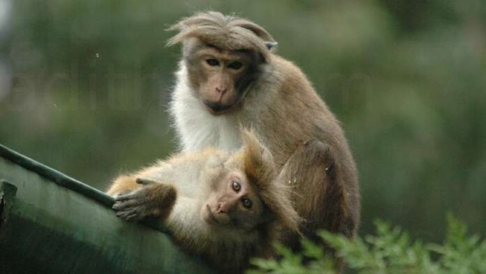 Environmentalist questions move to export monkeys endemic to Sri Lanka