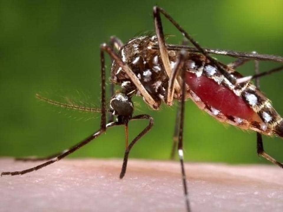 SL goes on alert over Malaria threat