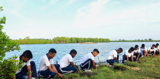 Mangrove Kadolana planting initiative