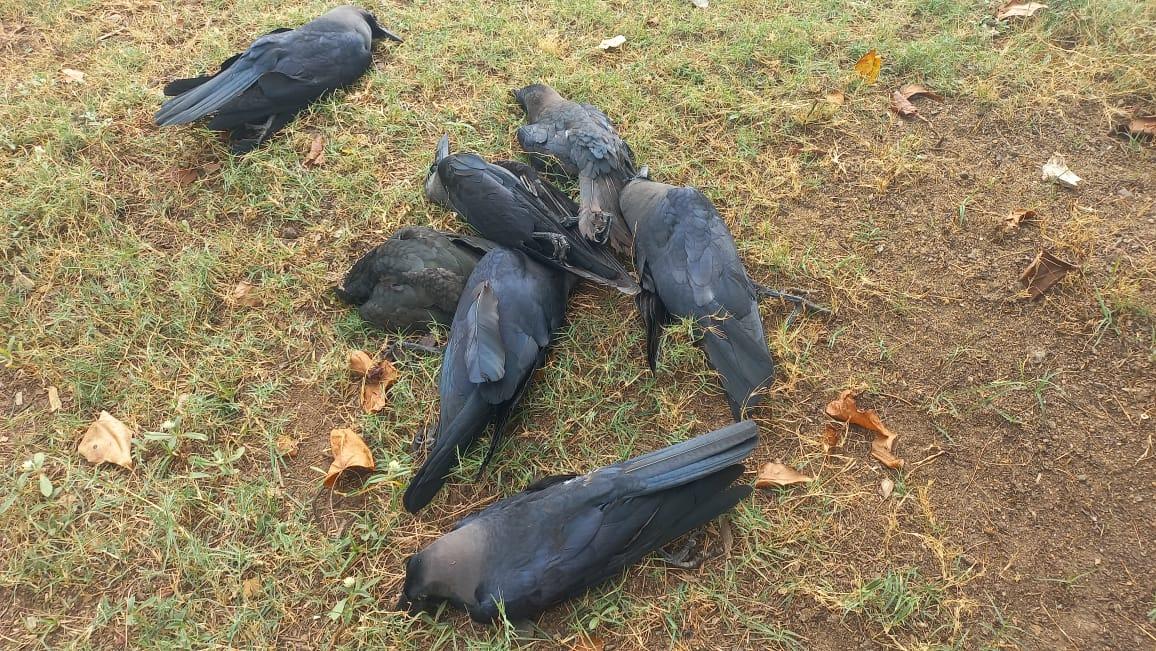 Hundreds of crows fall dead in Puttalam town causing alarm