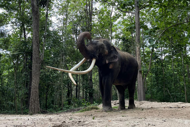 Thai envoy assures no decision to reclaim any elephant gifted to SL