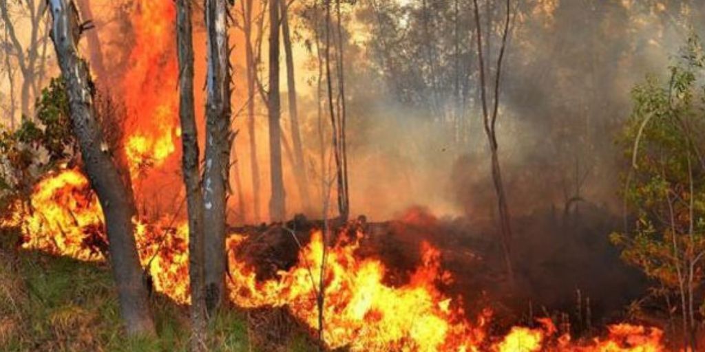 Over 100 acres in Bibilehela reserve destroyed in forest fire