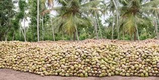 COPE uncovers coconut auction mafia
