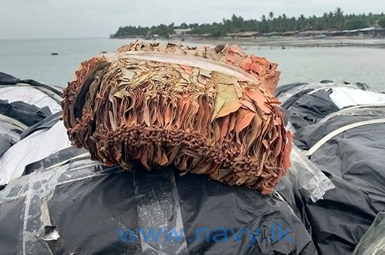 Navy apprehends a suspect with 1947kg of smuggled Kendu leaves in Puttalam