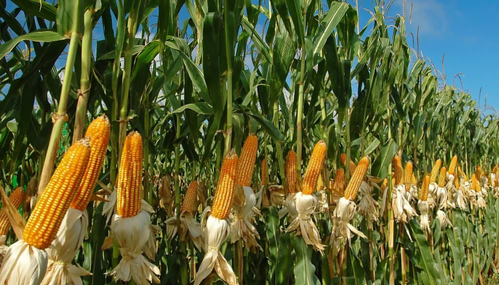 Govt. decides to provide funding for maize farmers