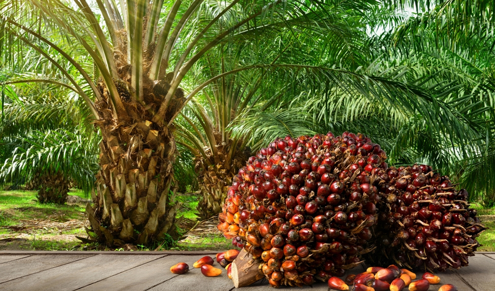 Asian Palm Oil Asso. renews call to SL govt. to reconsider oil palm cultivation ban