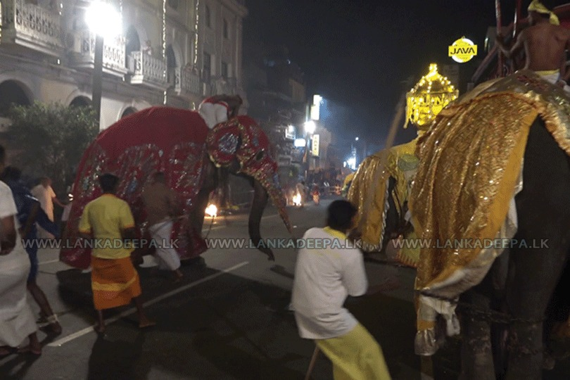 Elephants Go on Rampage During Kandy Perahera, Prompting Tense Situation