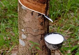 Rubber traders in crisis as harvest drops significantly in Sri Lanka