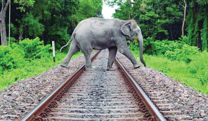 Two wild elephants die after being hit by train and electrocuted