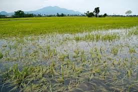 Nearly 54,000 farmers to be compensated after bad weather destroys crops