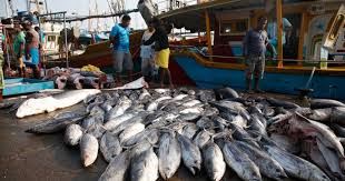 Dedicated investment zone to be established for fishing industry in Northern Province