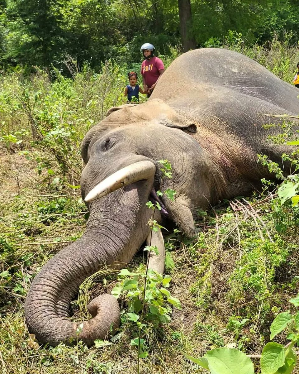 79 out of 399 elephants died due to shooting incidents this year