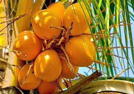 Demand for Sri Lankan King Coconuts increases; exports up 117% in 2023
