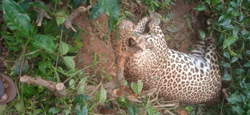 Leopard Death reported in Sri Lanka