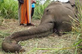 50 Wild elephants killed by electrocution in 2023: CEB