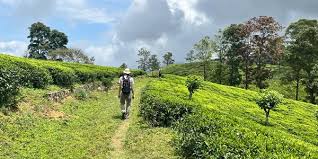 Sri Lanka’s Pekoe Trail among Nat Geo’s top 20 travel experiences for 2024